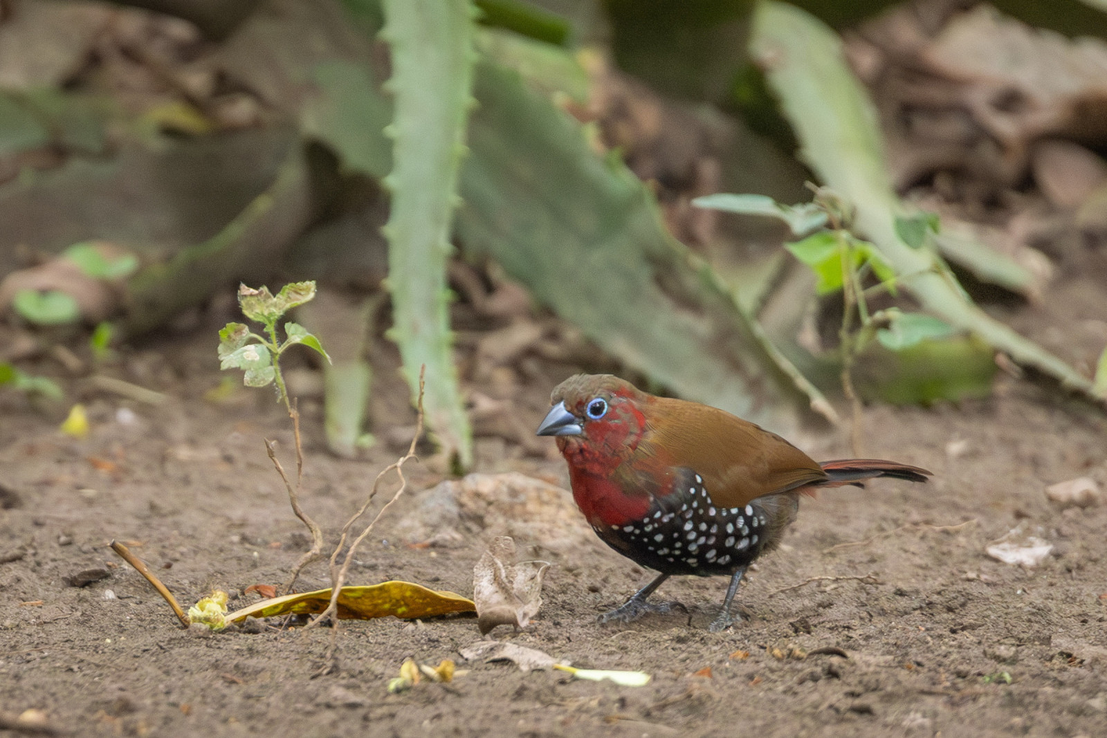 image Red-throated Twinspot